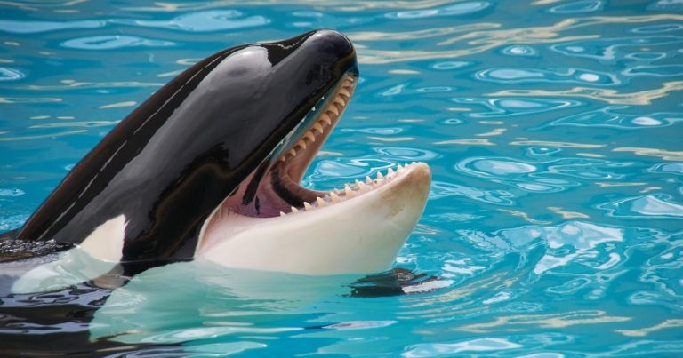 Blue dog and <em>Blackfish</em>