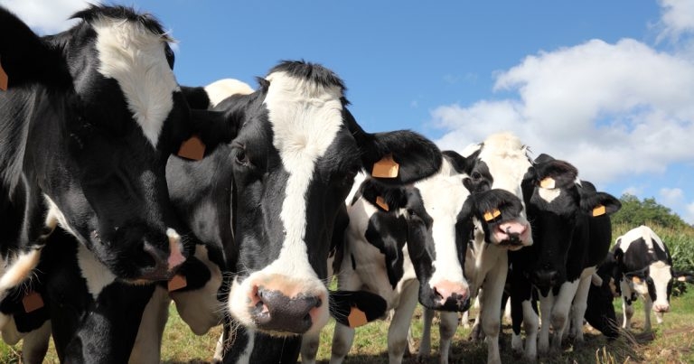 Ceva webinars to cover livestock fertility