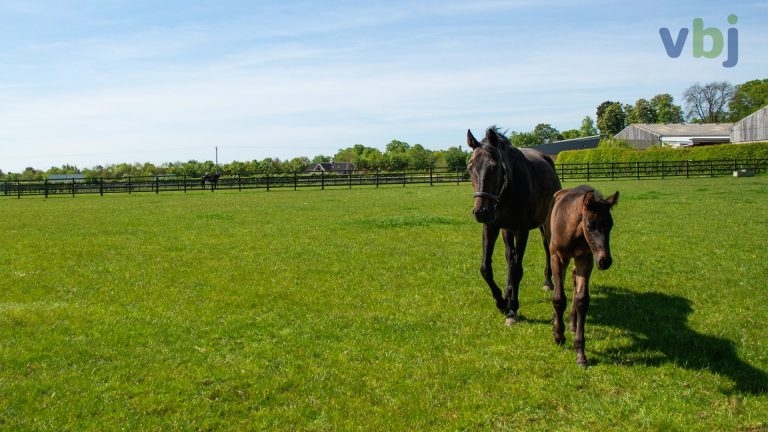 Practice Profile: Oakham Veterinary Hospital