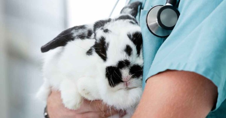 Anaesthesia in rabbits: monitoring and making it safer