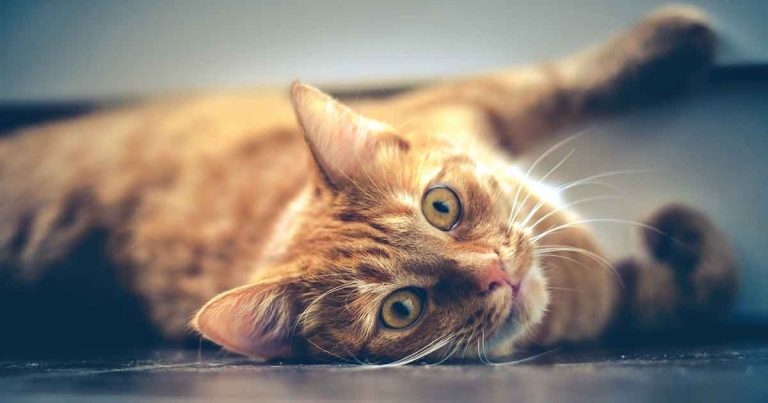 Pradofloxacin: a feline fluoroquinolone – part 2