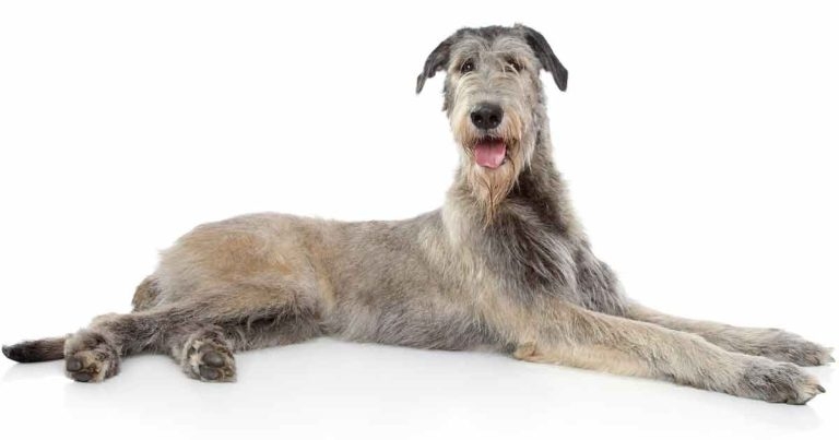 Borreliosis prevention vaccine efficacy in dogs