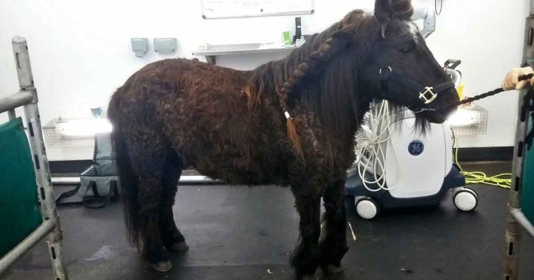 Refining the diagnosis of PPID and dealing with problem cases