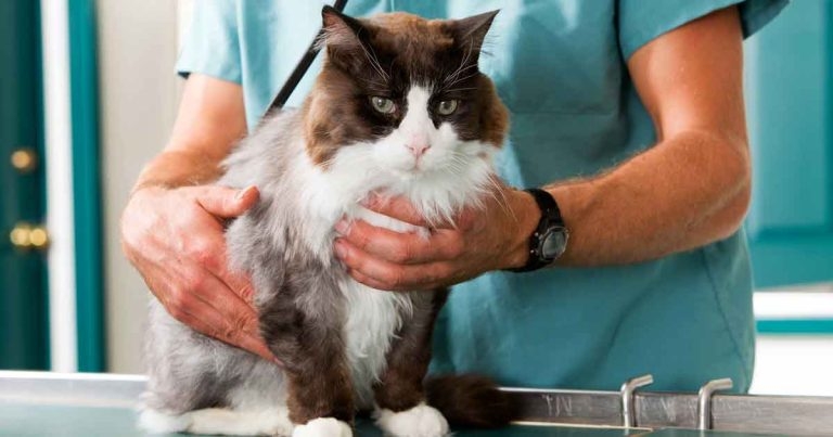 Companion animal analgesia