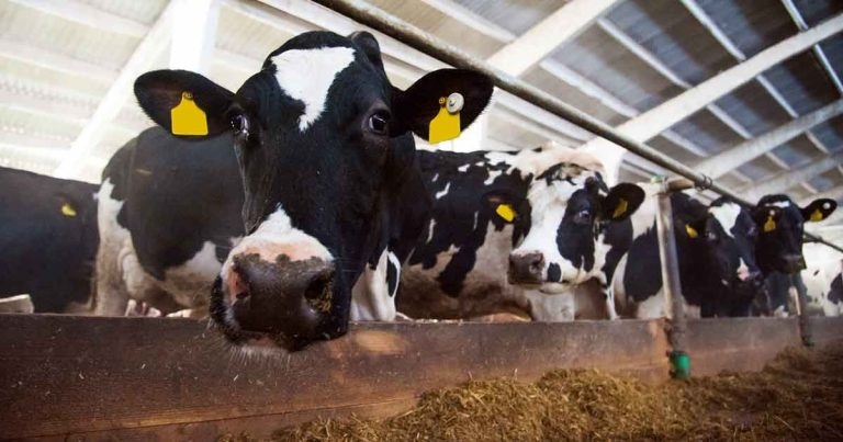 Effective dairy herd health planning – development and assessment