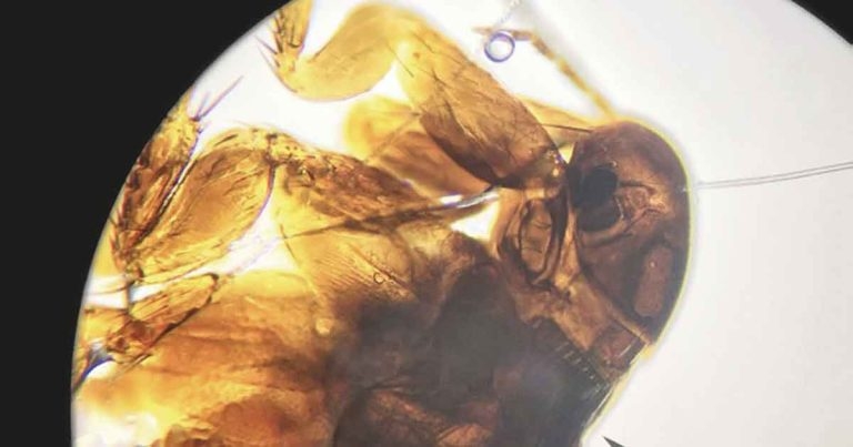 Fleas and ticks: latest thinkings and innovations