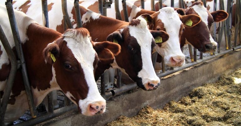 Vets urged to highlight BRD risks