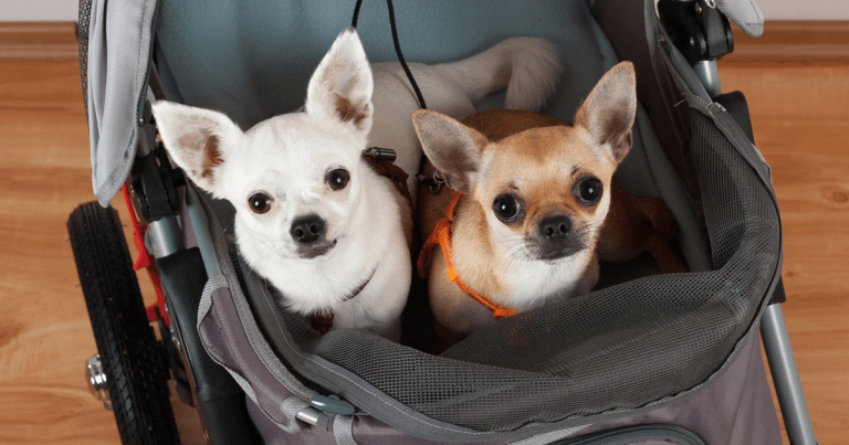 Paw parents and fur kids: humanising the owner-pet relationship