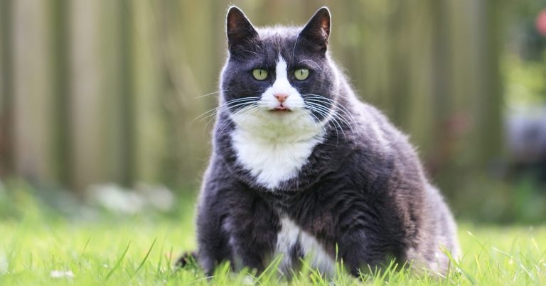 Obesity action plan launches