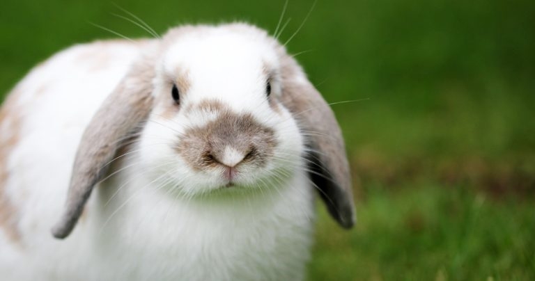 Rescue centres under ‘huge strain’ as pet rabbits dumped in record numbers
