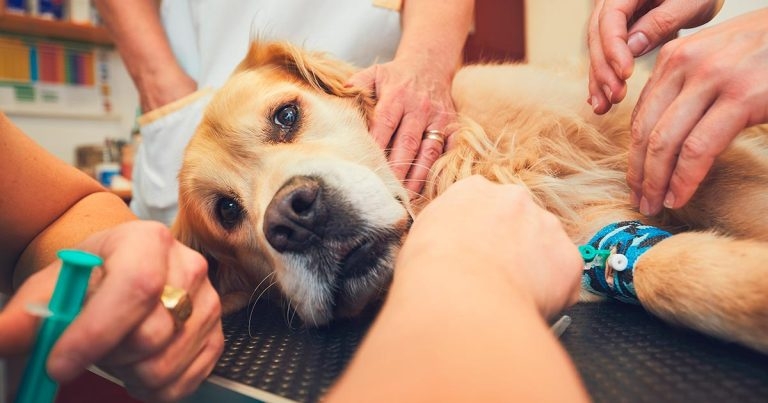 Management of anaesthetic emergencies in companion animals