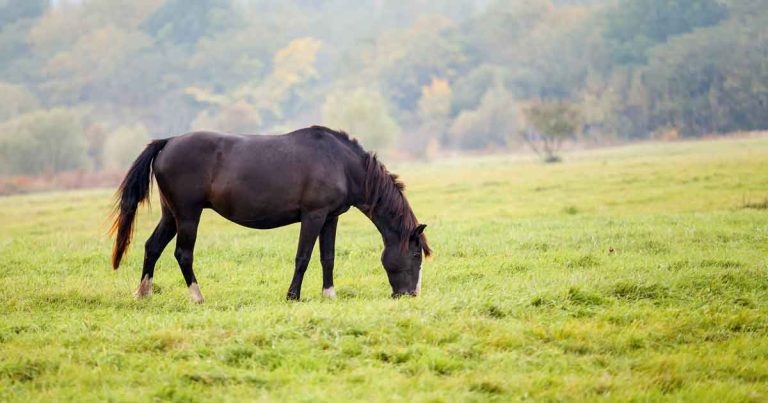 Equine laminitis: diagnosis, management and prevention