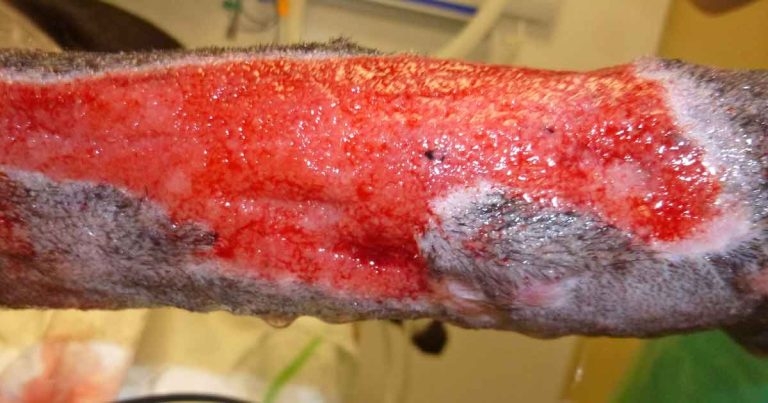 Misuse of antibiotic drugs part 3: applications in surgical patients