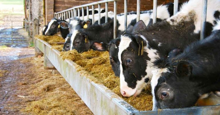 Methods for management of pre-calving transition cows