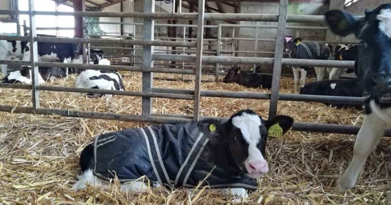 Preventive strategies in calf respiratory disease