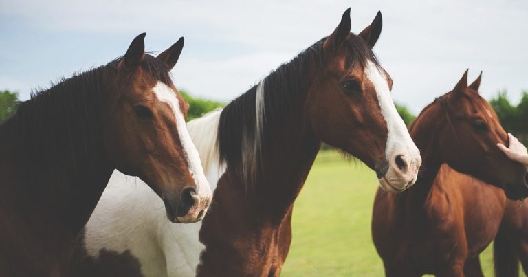 Bristol partners with CVS following closure of equine hospital