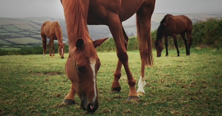 Equine sedation and field anaesthesia: drug overview