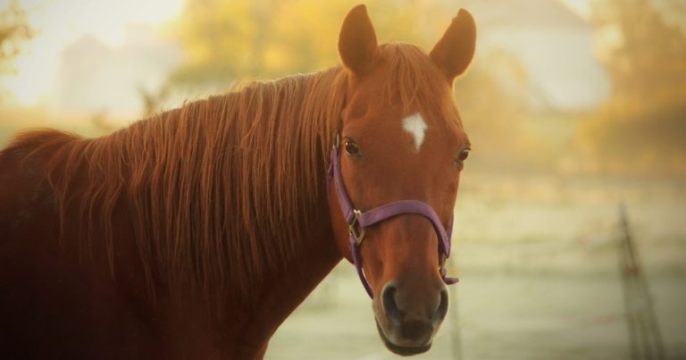 Updates on equine influenza