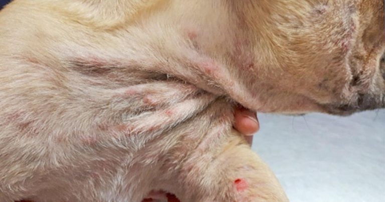 Demanding dermatology: from clients to complaints – part one
