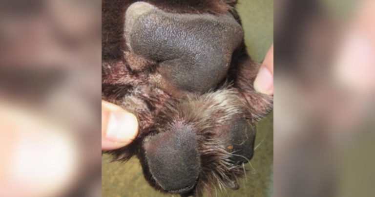 Canine atopic dermatitis