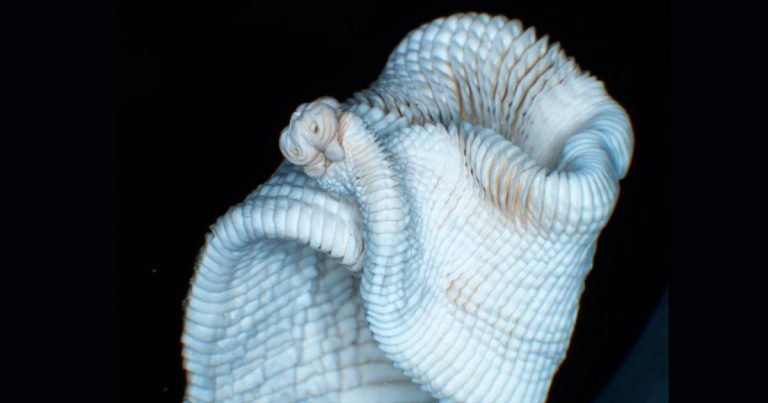 Diagnostics for parasite infections: a success story on equine tapeworm