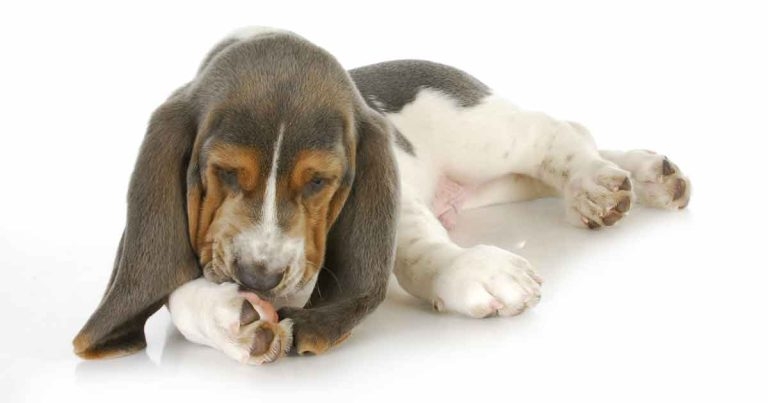 Demanding dermatology: from clients to complaints – part two