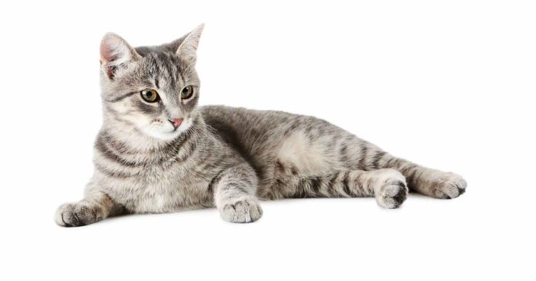 Urethral obstruction in dogs and cats