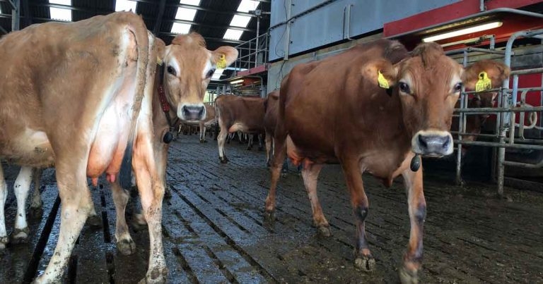 Cattle lameness: innovations in best practice and knowledge