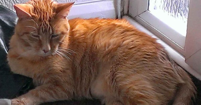 Successful diagnosis of hyperthyroidism in cats