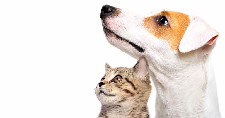 Oesophageal feeding tube risks