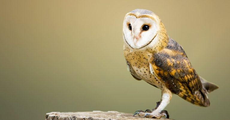 CPD first for avian wound management