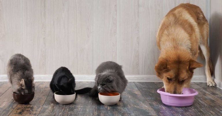 Animal nutrition – making it easier for owners to digest