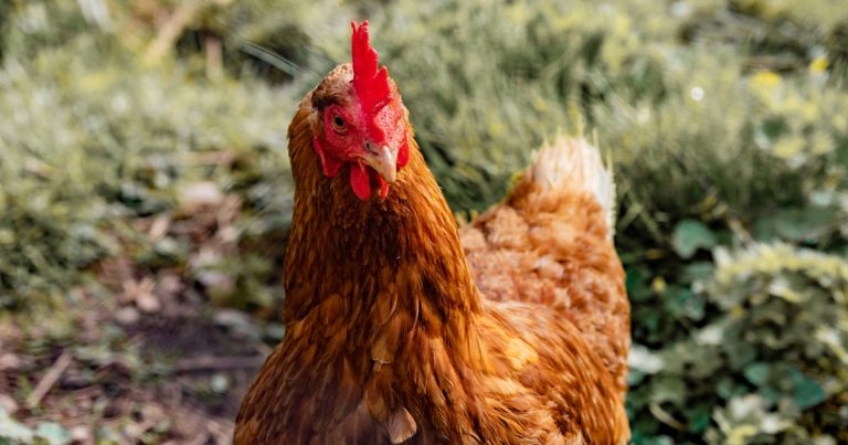 Cheshire bird flu strain highly pathogenic, Defra confirms