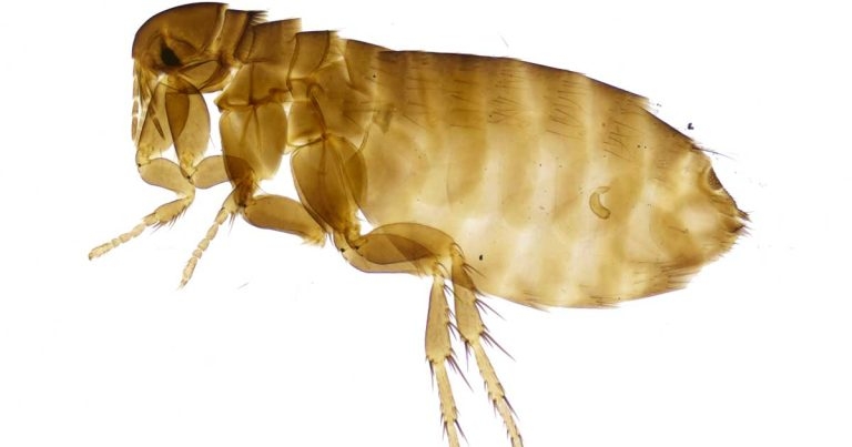 Ectoparasites – deciding on best treatment for individual animals