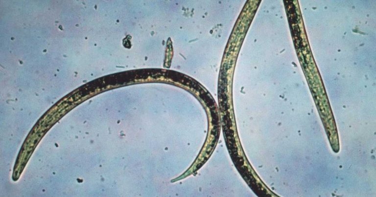 Responsible worming of cattle