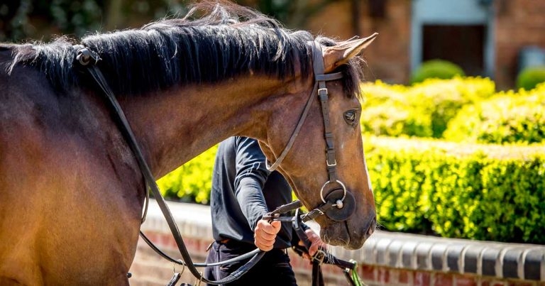 Metabolomics and the equine microbiome: does diet matter?