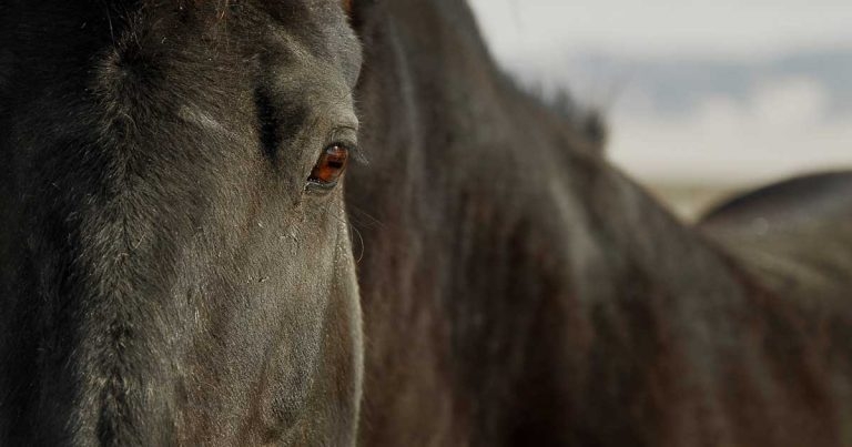 Behavioural aspects of common equine veterinary issues
