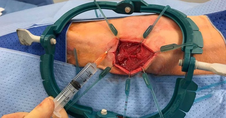 Postoperative pain management in companion animal patients