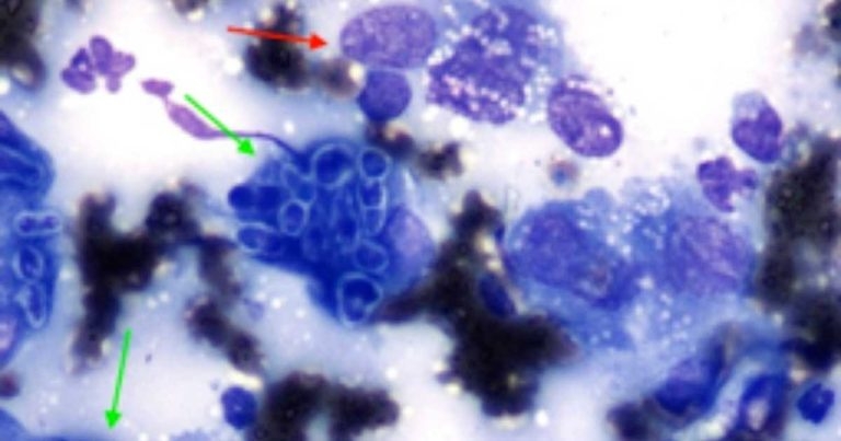 Fungal osteomyelitis in a dog