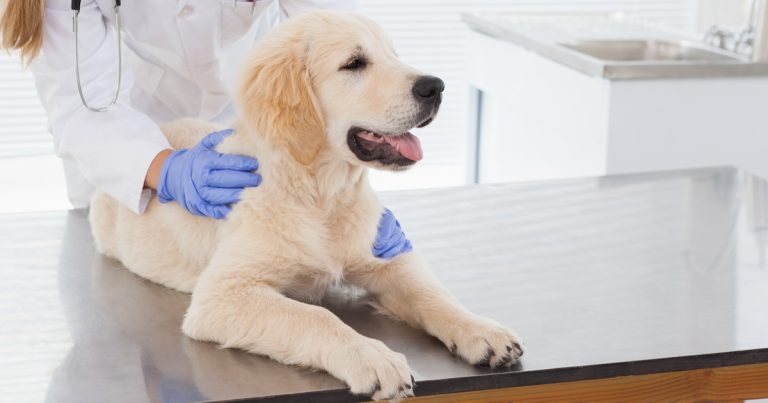 RCVS Academy unveils new graduate induction programme