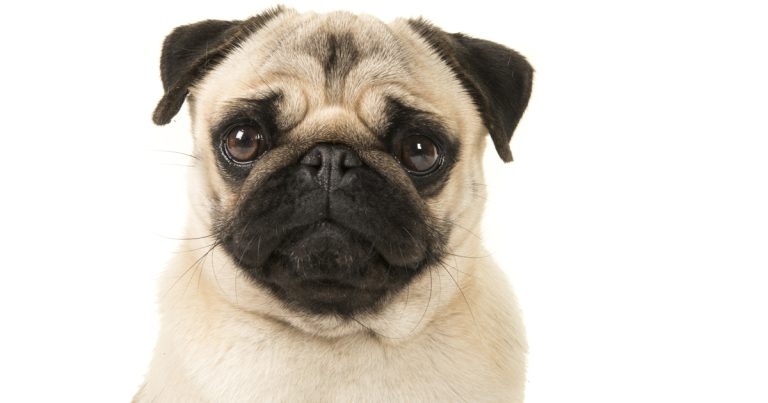 Research study reveals short lives of brachycephalic dogs