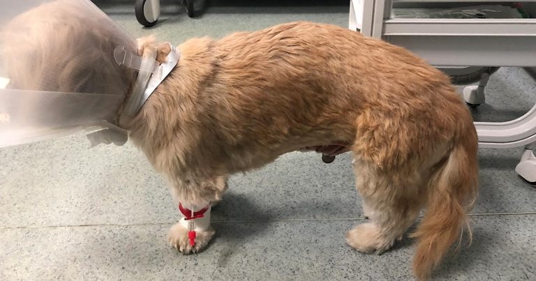 Pain behaviours in dogs and cats