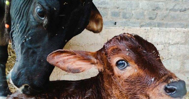 Measurement of passive transfer of immunity in calves