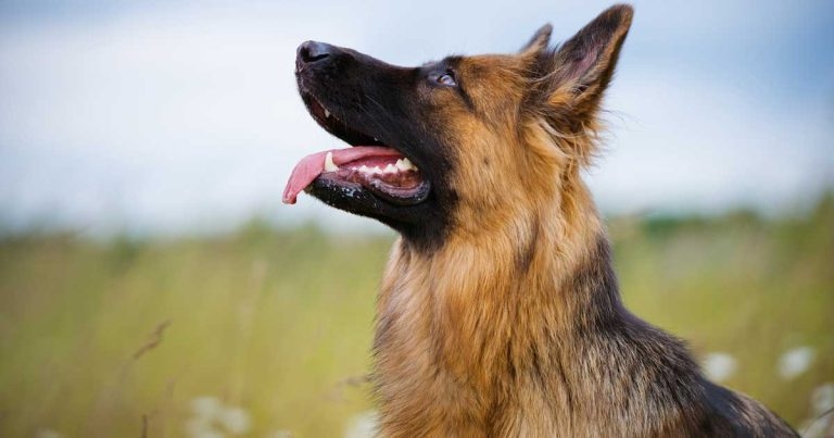 Gastric disease management in companion animal patients