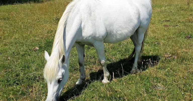 Caring for geriatric equids
