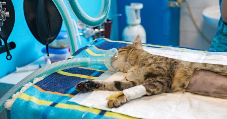 Anaesthesia for cardiac patients