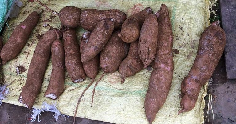 Sweet potato use and poisoning