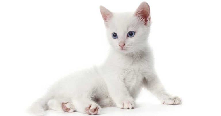 Surgical enterotomy in dogs