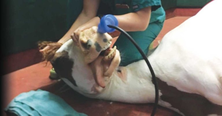 Practical equine sedation and general anaesthesia in the field