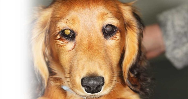 A clinical canine distichiasis case